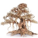 Коряги (реальные фото)